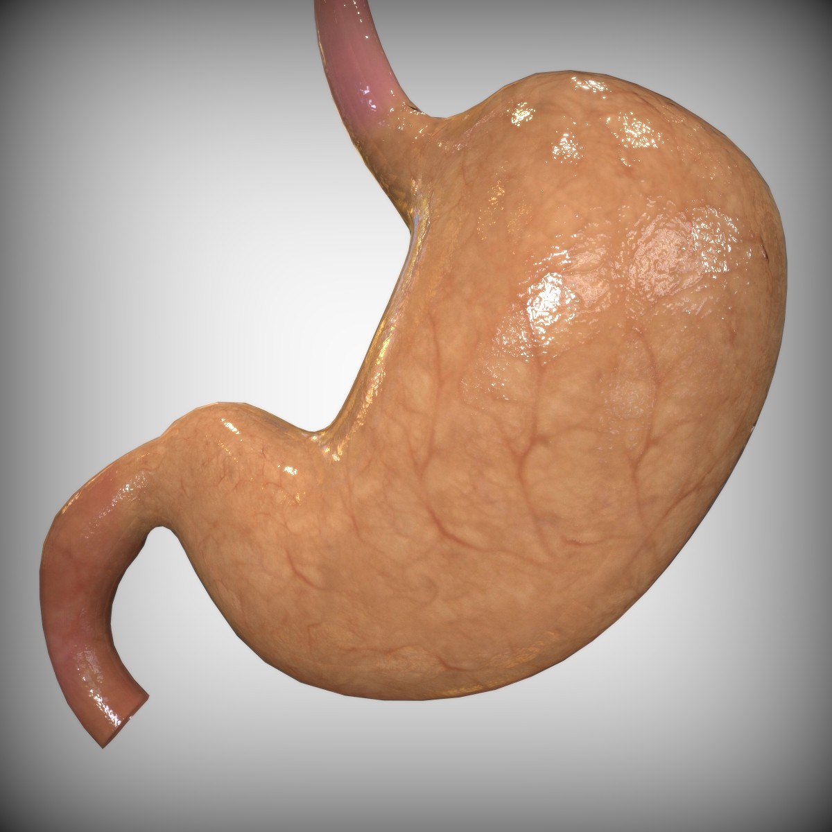 3d-stomach