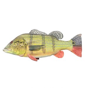 fish speckled peacock bass 3d model