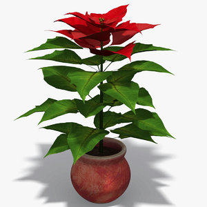 plant poinsettia 3d model
