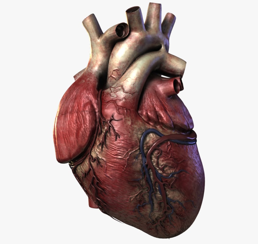 3d Human Heart