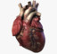 3d human heart