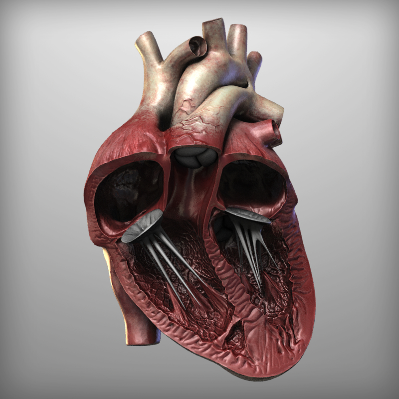 3d human heart