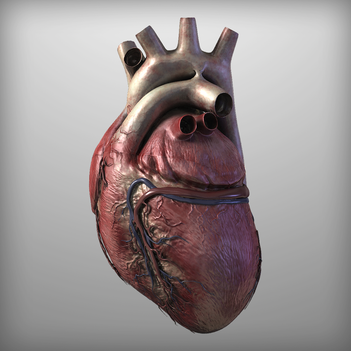 3d human heart