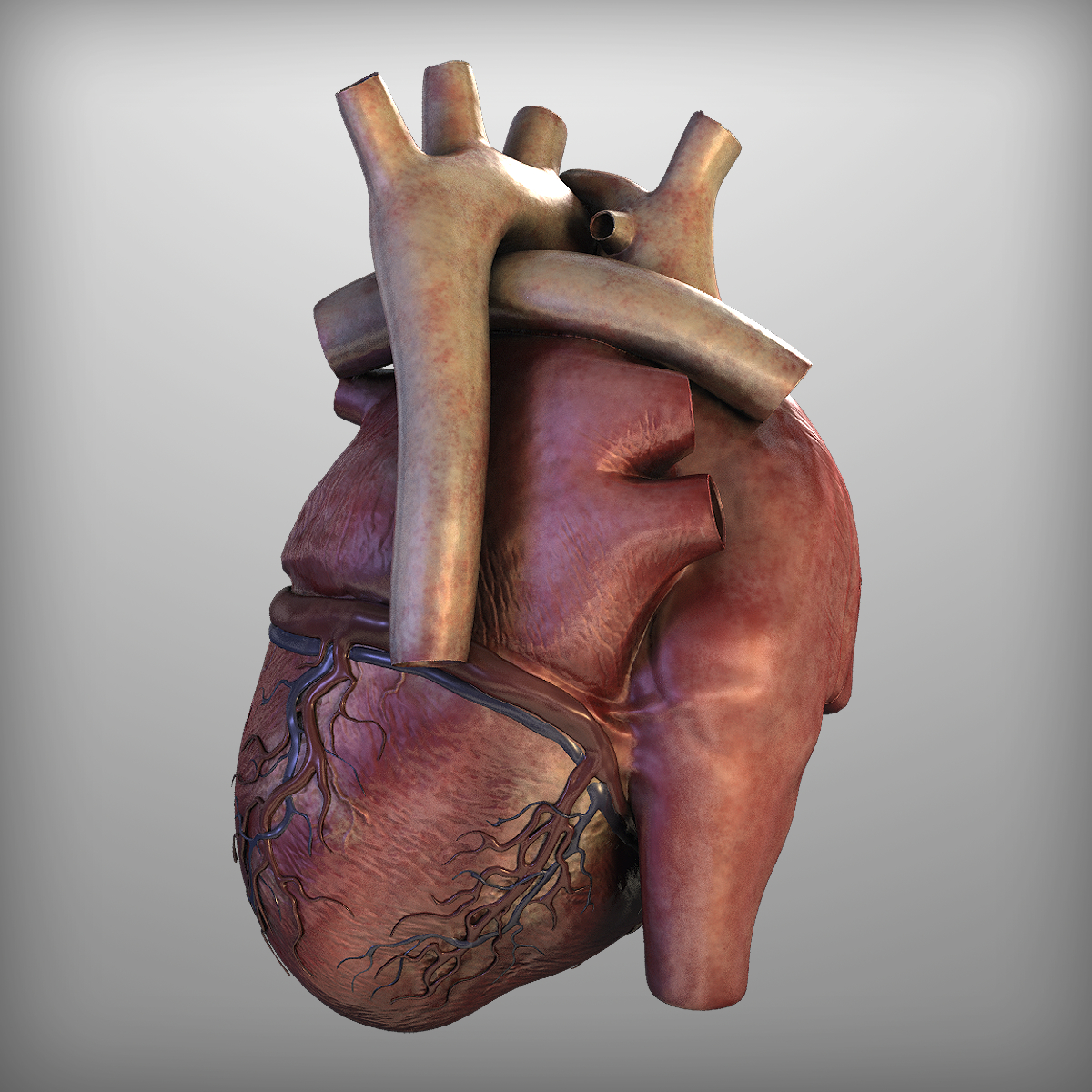 3d human heart drawing