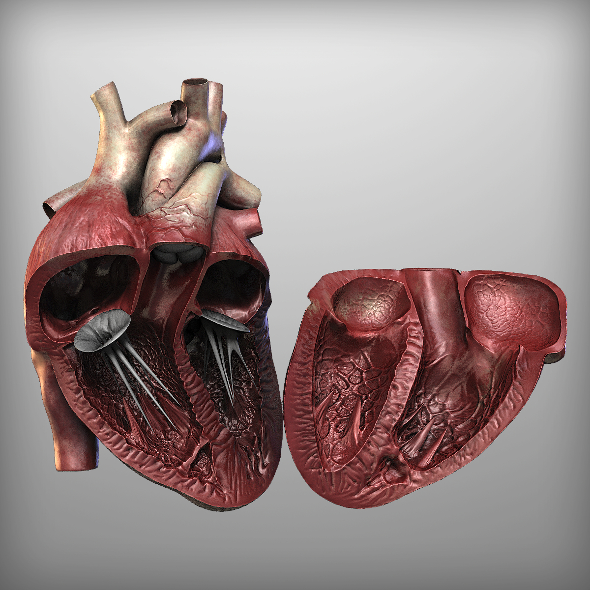 3d human heart drawing