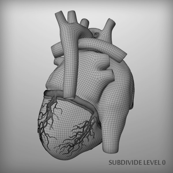 3d human heart drawing