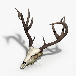 3d model deer skull