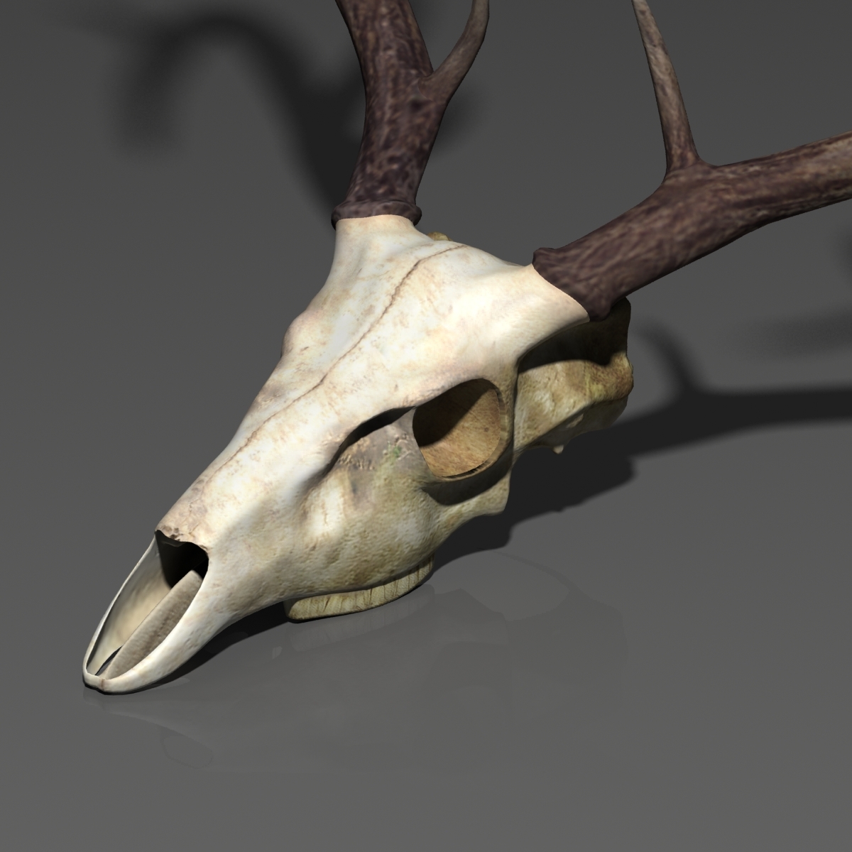 3d Model Deer Skull 6645