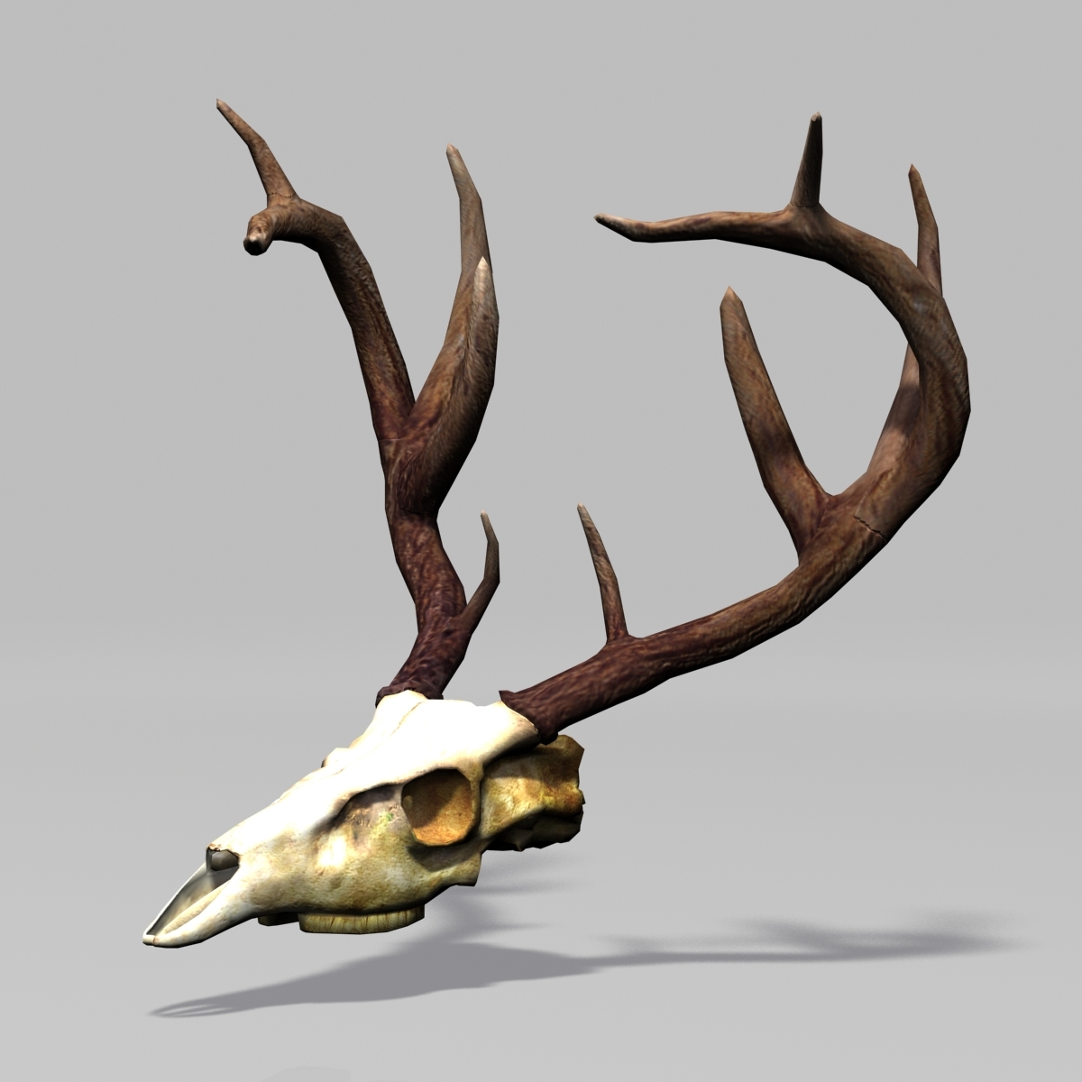 3d model deer skull