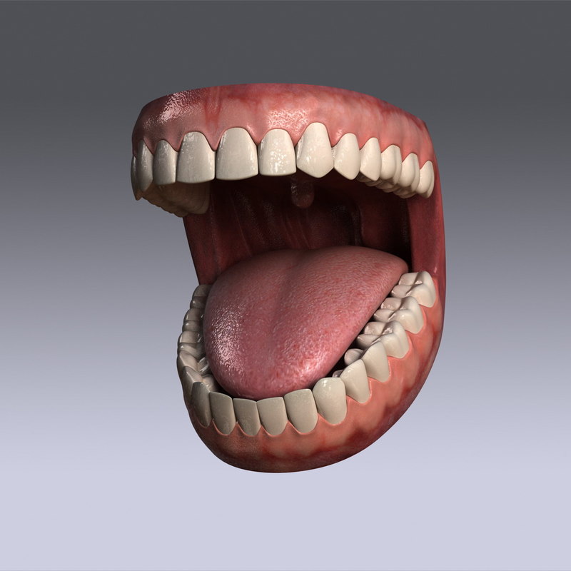 3d model human jaw