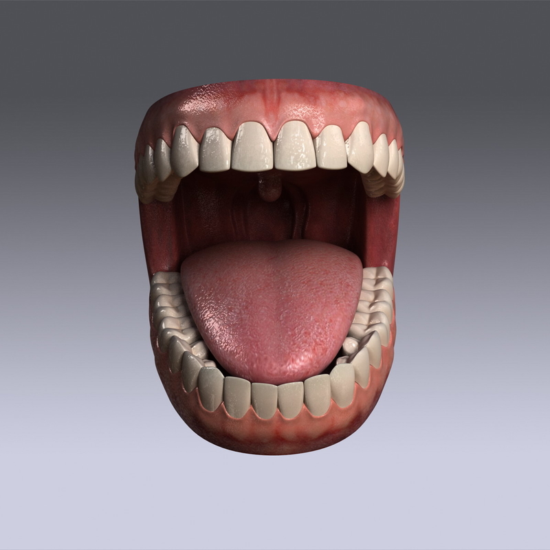 3d model human jaw