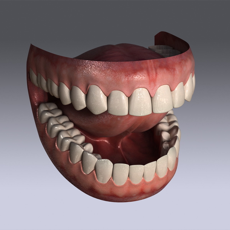 3d model human jaw