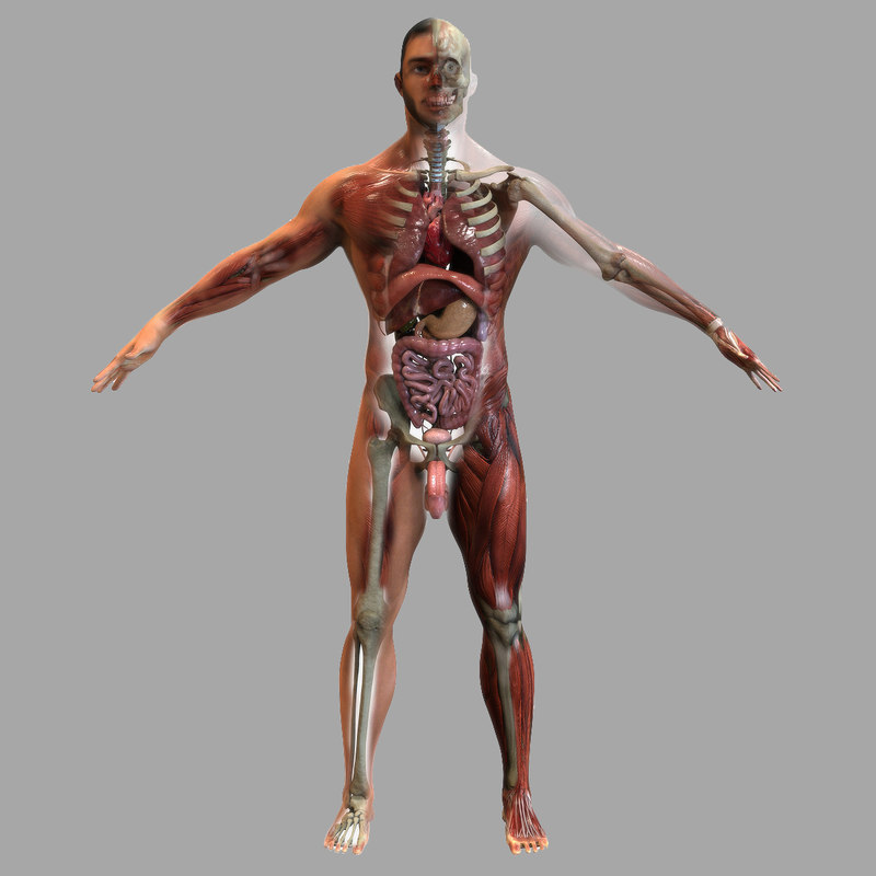 male anatomy 3d model