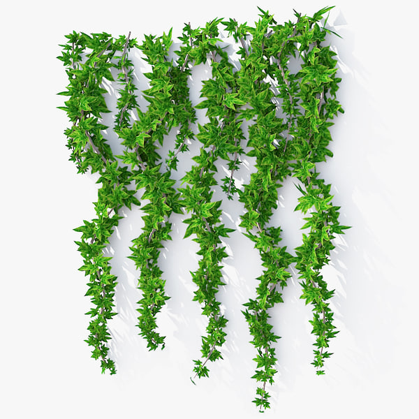 wall hanging plant