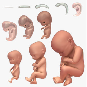 3d fetus develops