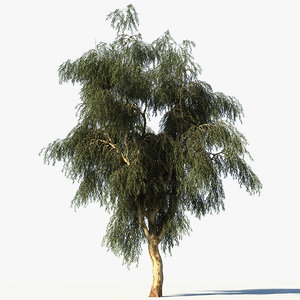 3d model eucalyptus tree