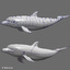 bottlenose dolphin 3d model