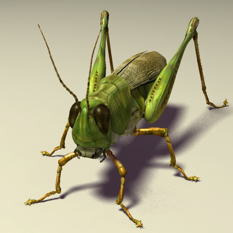 Grasshopper Rigged 3d Model