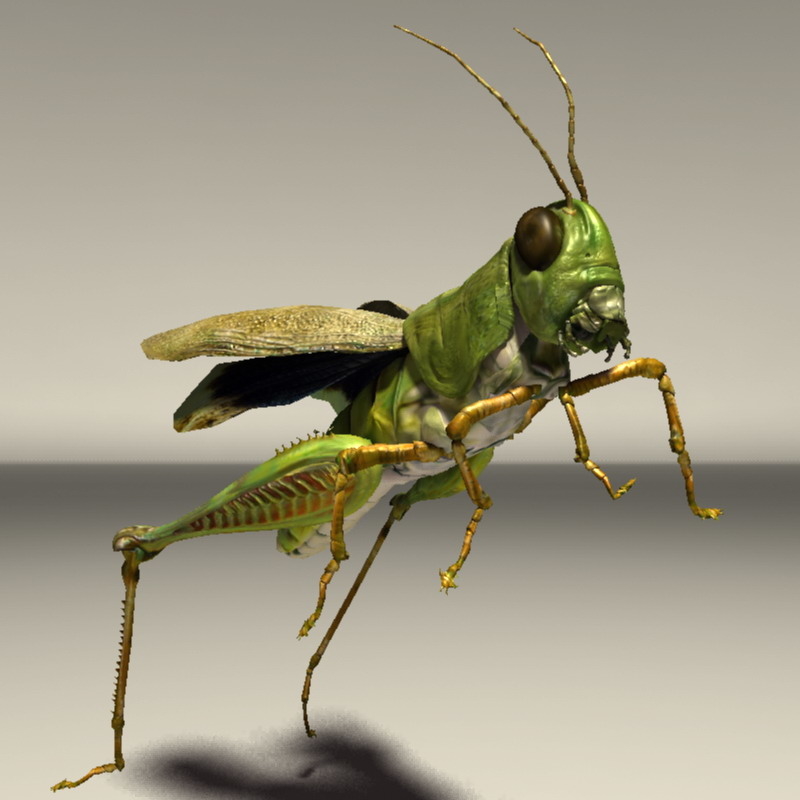 Grasshopper Rigged 3d Model