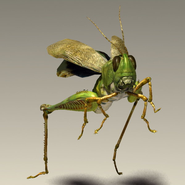 Grasshopper Rigged 3d Model