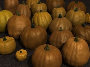 max pumpkins variety spot