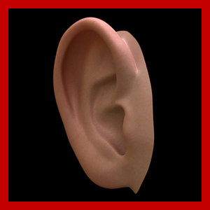 ear body 3d model