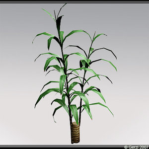 yucca plant x