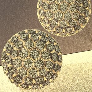 maya pollen spore