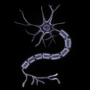 3d nerves neurons