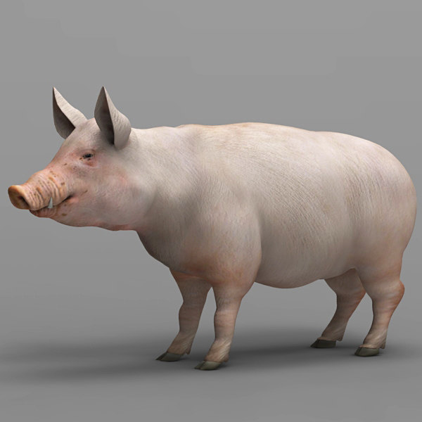 3d pig