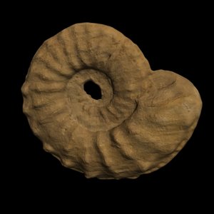 max fossil ammonite