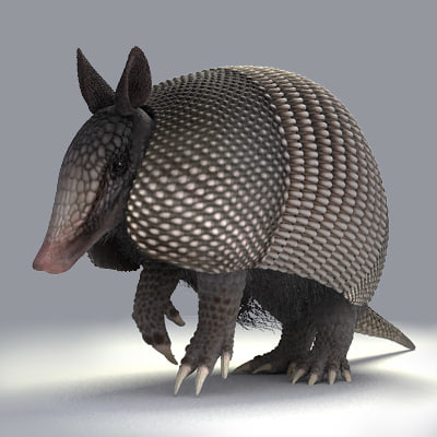nine-banded armadillo 3d model