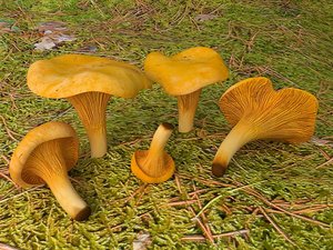 3d model mushrooms chanterelles