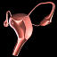 uterus ovaries 3d model