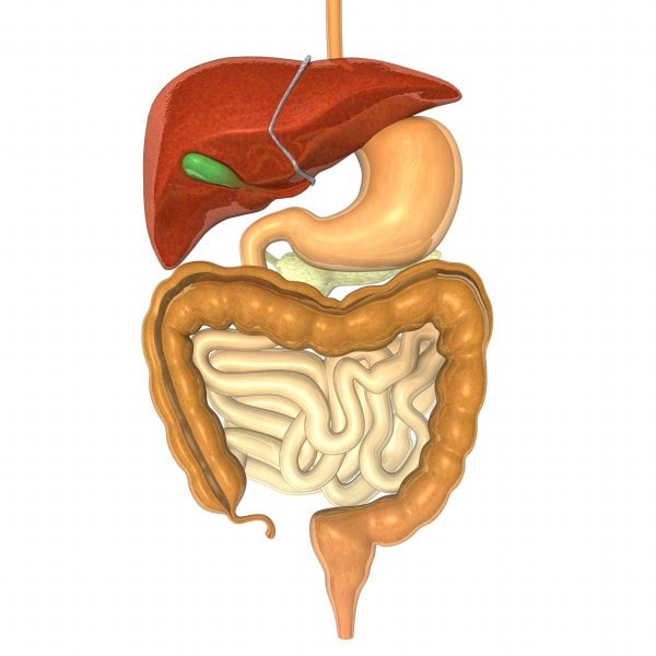 digestive esophagus liver 3d max