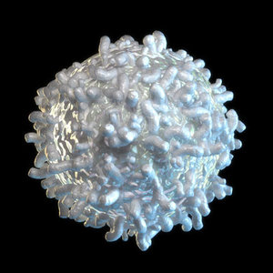 white blood cell 3d model