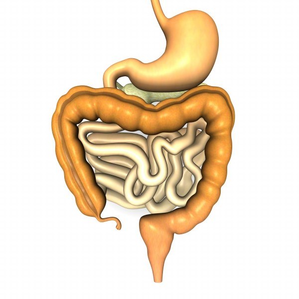 Anatomy Duodenum OBJ Models for Download | TurboSquid