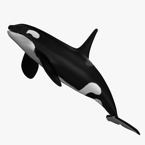 orca orcinus nature 3d ma
