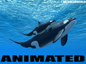 killer whale mother calf ma