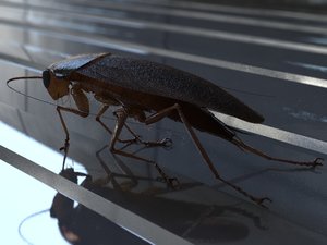 cockroach 3d model