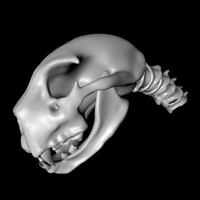 skull panther 3d model