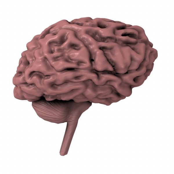 3d model human brain