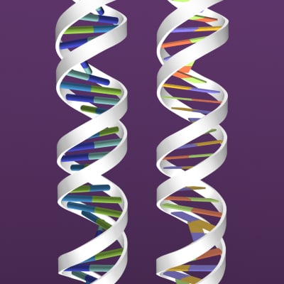 3d dna project