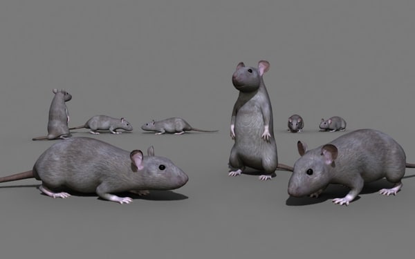 3d rat model.