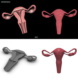 uterus section 3d model
