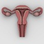 uterus section 3d model