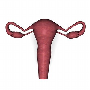 uterus reproductive 3d dxf