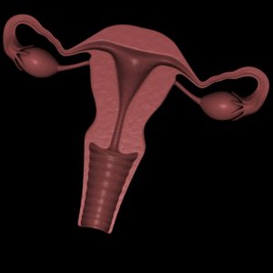 3d uterus section model
