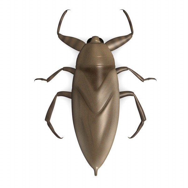 3d giant lethocerus americanus model