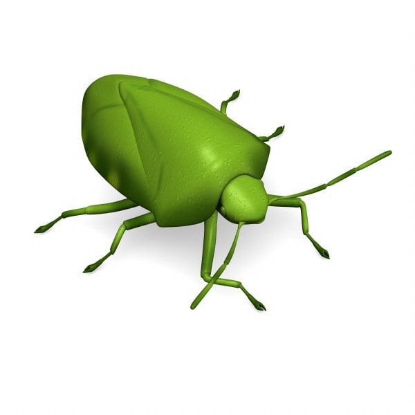 3d acrosternum stink bug